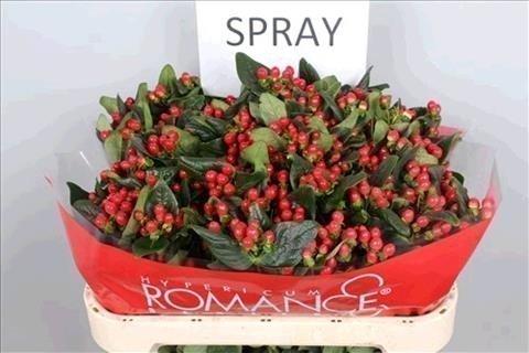Срезанные цветы оптом Hypericum true romance spray от 50шт из Голландии с доставкой по России