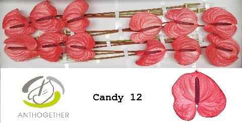 Срезанные цветы оптом Anthurium candy от 12шт из Голландии с доставкой по России