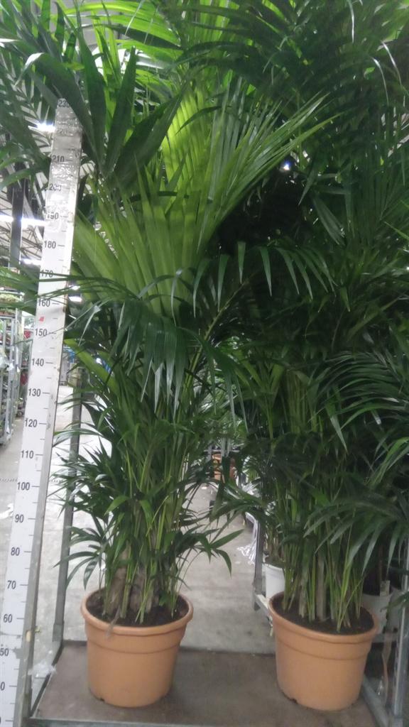 Горшечные цветы и растения оптом Howea Forsteriana от 1шт из Голландии с доставкой по России