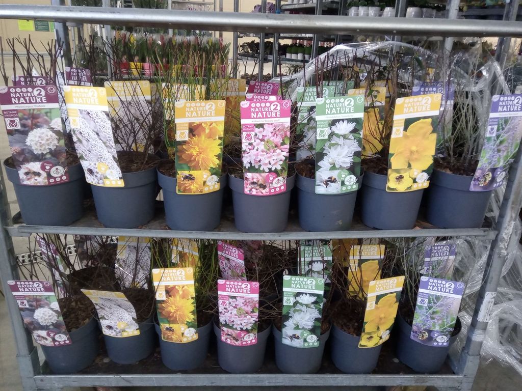 Горшечные цветы и растения оптом Heesters   ...mix          [scrubs] от 1шт из Голландии с доставкой по России