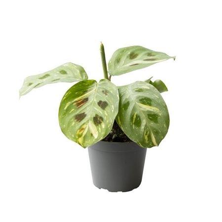 Горшечные цветы и растения оптом Calathea Kerchoveana Variegata 6 Cm от 12шт (для телеги) из Голландии с доставкой по России