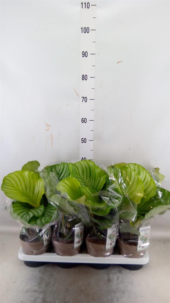 Горшечные цветы и растения оптом Calathea Orbifolia от 8шт из Голландии с доставкой по России