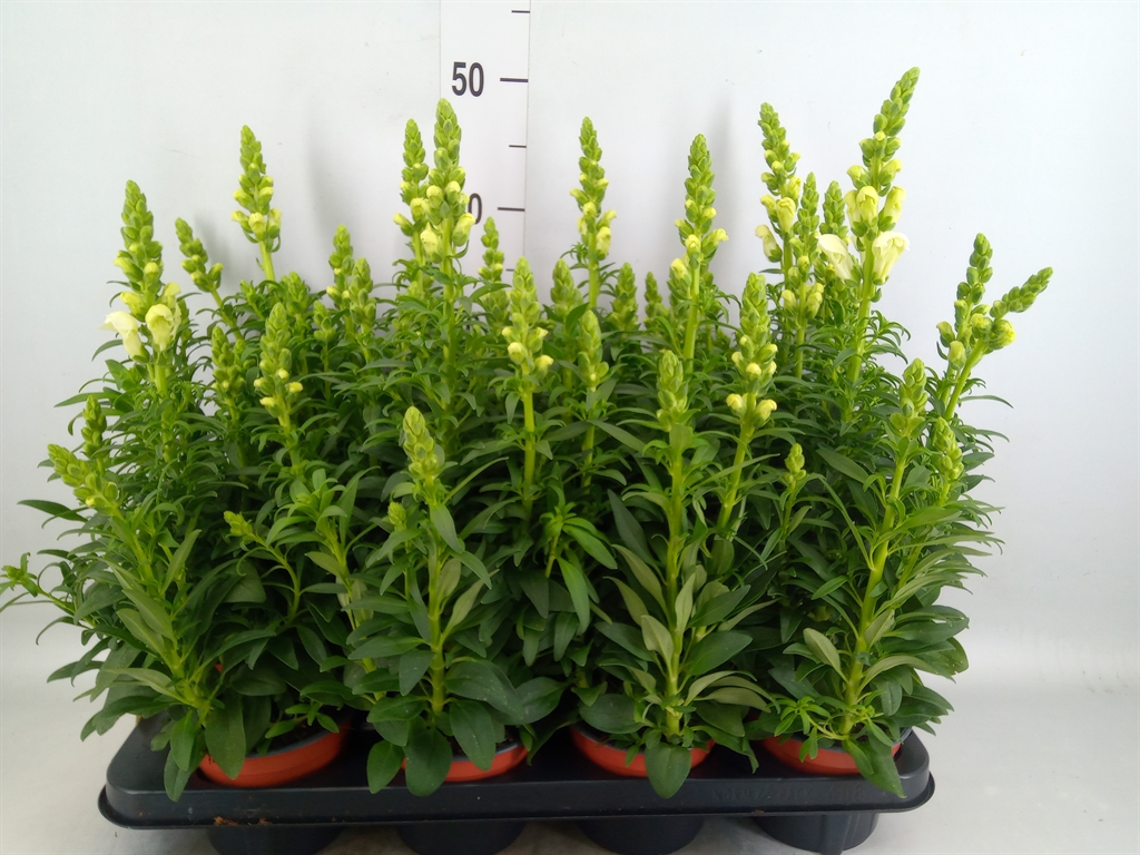 Горшечные цветы и растения оптом Antirrhinum Majus   ... от 8шт из Голландии с доставкой по России