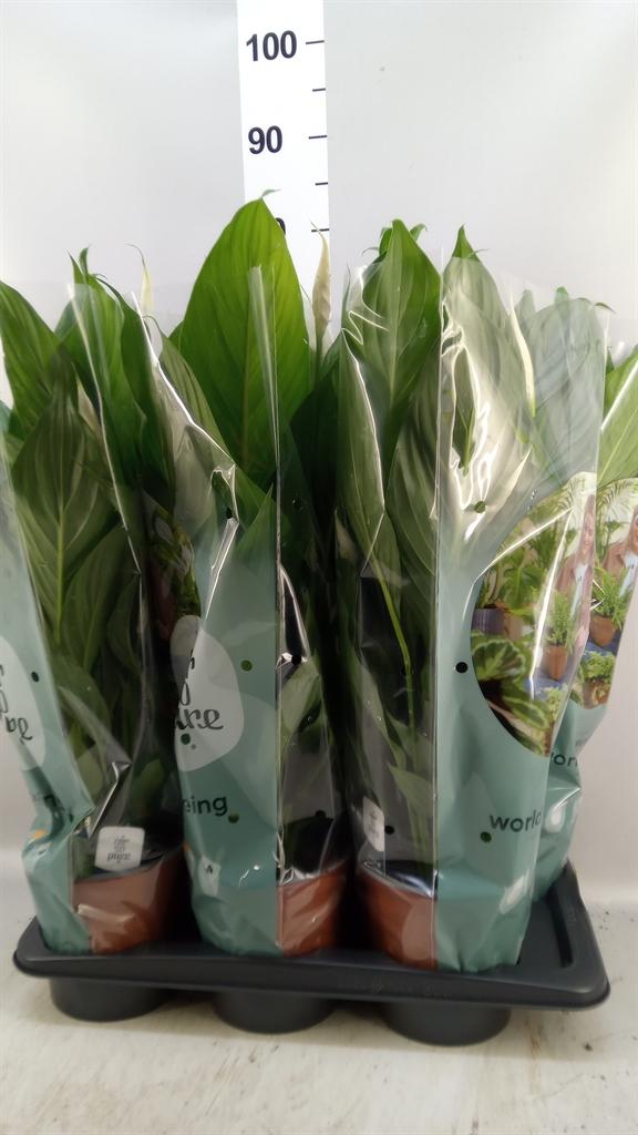 Горшечные цветы и растения оптом Spathiphyllum bingo Cupido от 6шт из Голландии с доставкой по России
