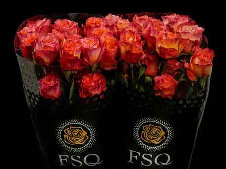 Срезанные цветы оптом Rosa ec free spirit от 40шт из Голландии с доставкой по России