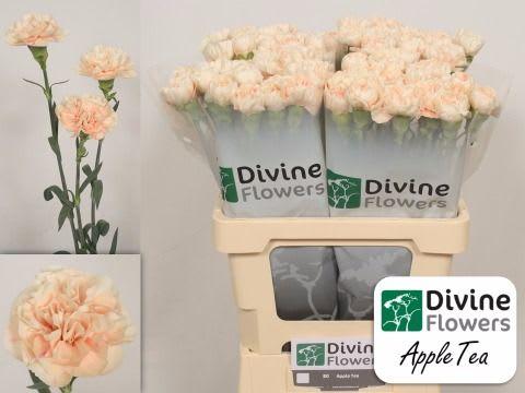 Срезанные цветы оптом Dianthus st apple tea от 80шт из Голландии с доставкой по России