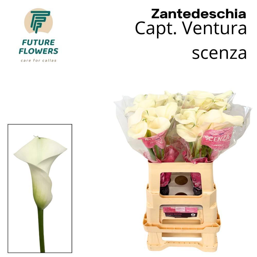 Срезанные цветы оптом Zantedeschia captain ventura от 40шт... из Голландии с доставкой по России