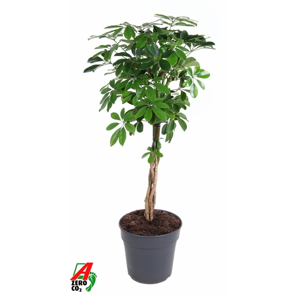 Горшечные цветы и растения оптом Schefflera Compacta Twisted Stem от 1шт из Голландии с доставкой по России