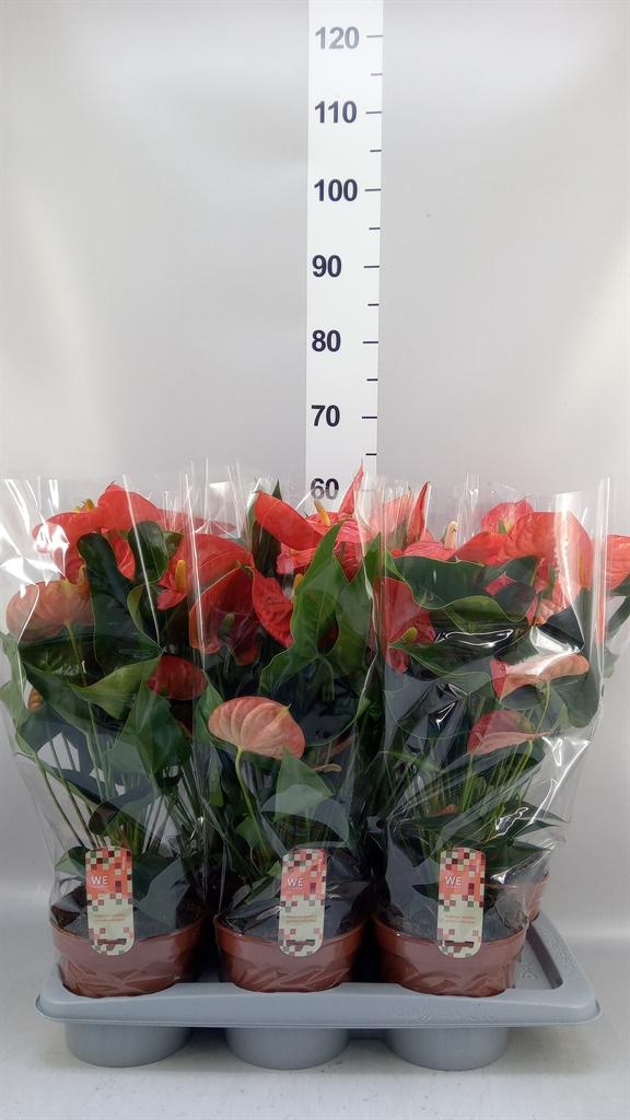 Горшечные цветы и растения оптом Anthurium Andr. florida от 6шт из Голландии с доставкой по России