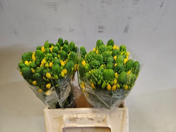 Срезанные цветы оптом Ornithogalum yellow asa от 50шт из Голландии с доставкой по России