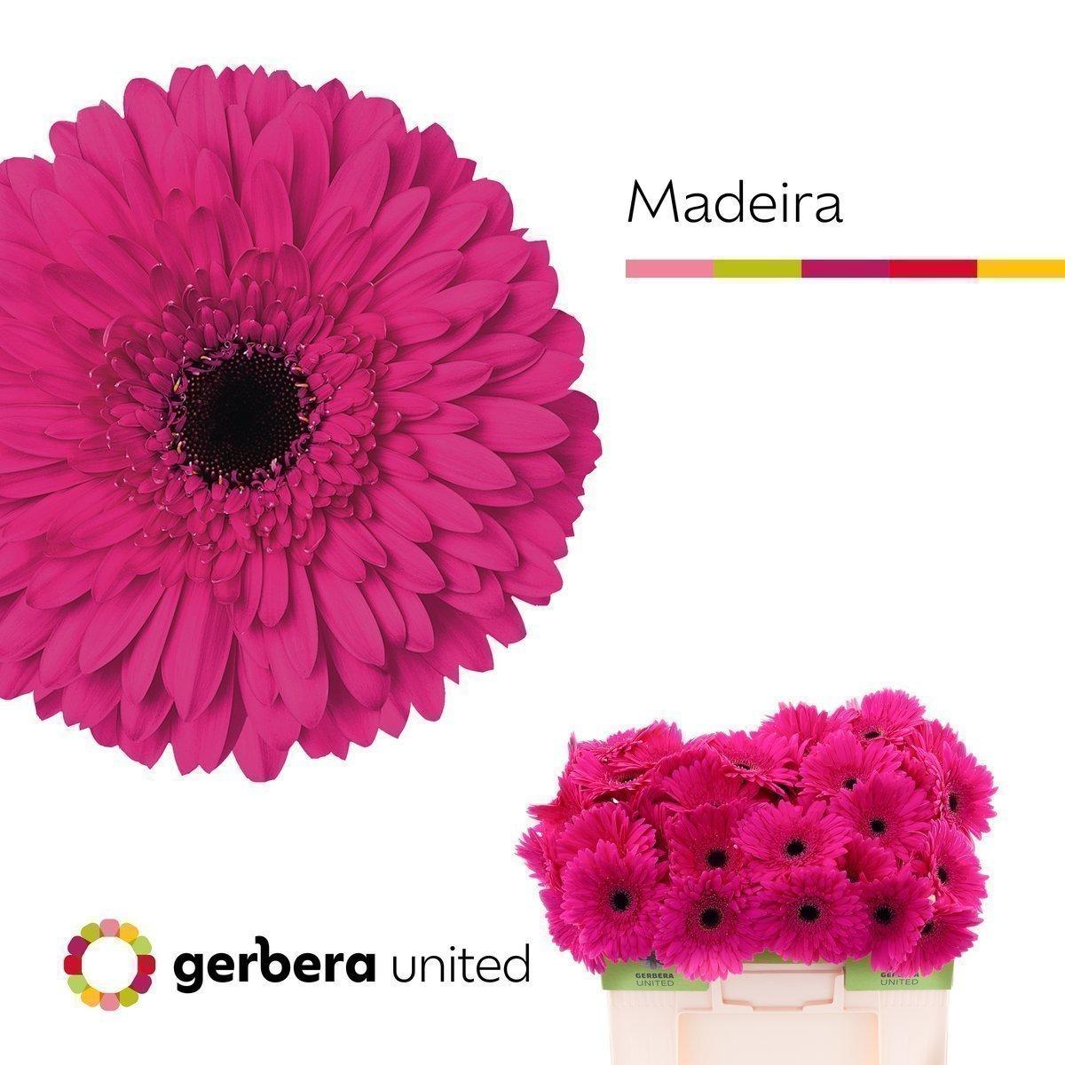 Срезанные цветы оптом Gerbera madeira от 50шт из Голландии с доставкой по России