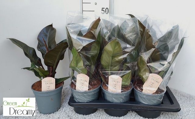 Горшечные цветы и растения оптом Phil Imperial Red от 6шт из Голландии с доставкой по России