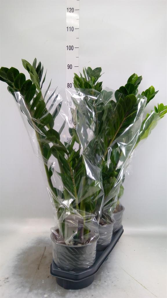 Горшечные цветы и растения оптом Zamioculcas Zamiifolia от 3шт из Голландии с доставкой по России