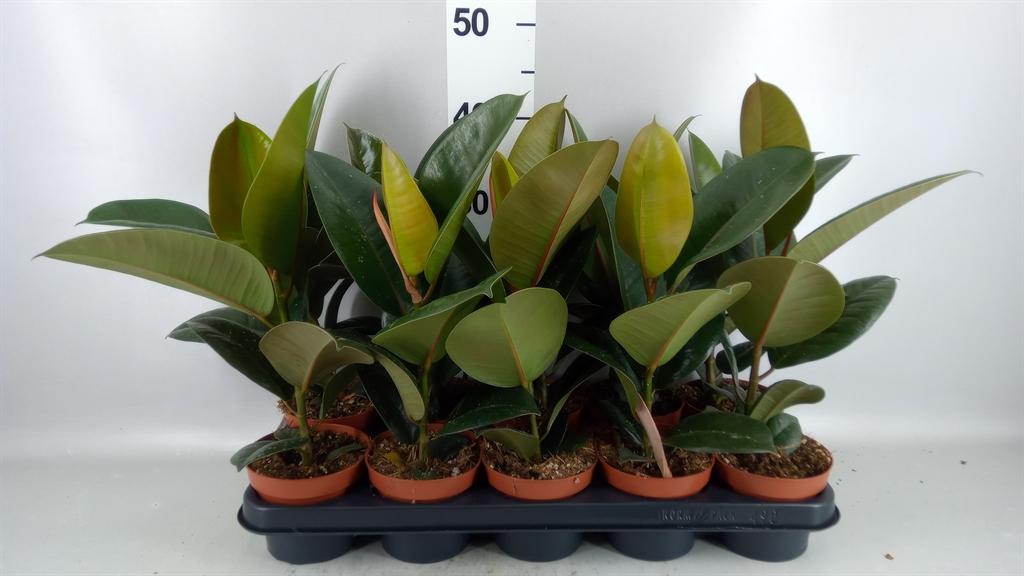 Горшечные цветы и растения оптом Ficus Elastica robusta от 10шт из Голландии с доставкой по России