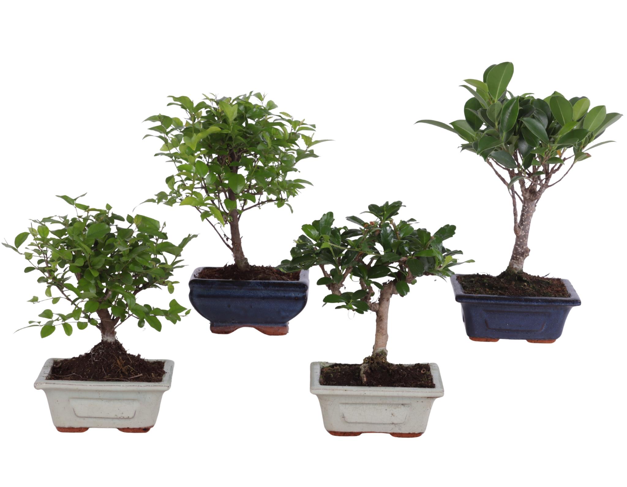 Горшечные цветы и растения оптом Bonsai Mix Pot In Ceramic от 13шт из Голландии с доставкой по России