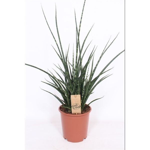 Горшечные цветы и растения оптом Sansevieria Fernwood Punk от 1шт из Голландии с доставкой по России