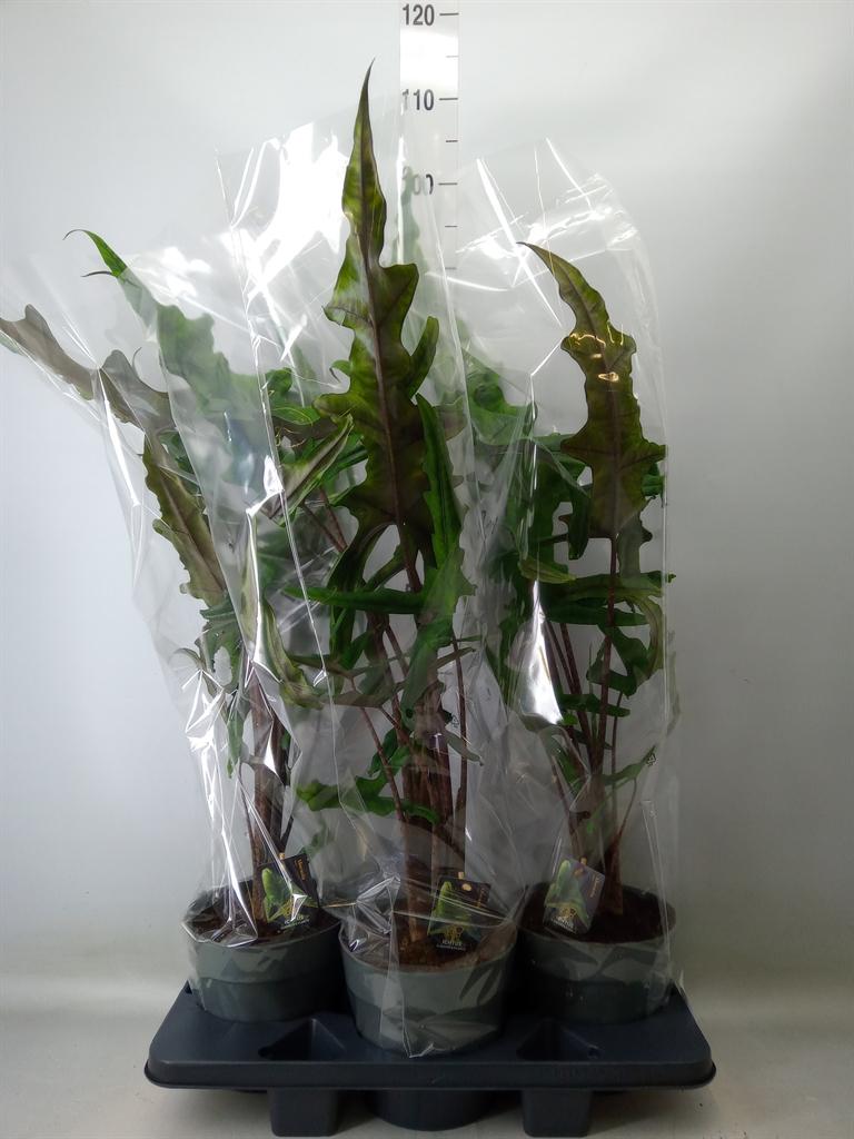 Горшечные цветы и растения оптом Alocasia   ... от 3шт (для телеги) из Голландии с доставкой по России