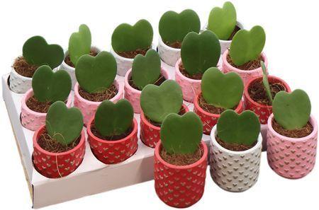 Горшечные цветы и растения оптом Hoya Kerrii Keramiek Kaya от 15шт (для телеги) из Голландии с доставкой по России