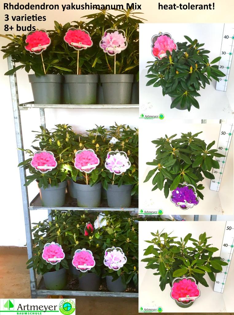 Горшечные цветы и растения оптом Rhod Ya Ov от 1шт из Голландии с доставкой по России