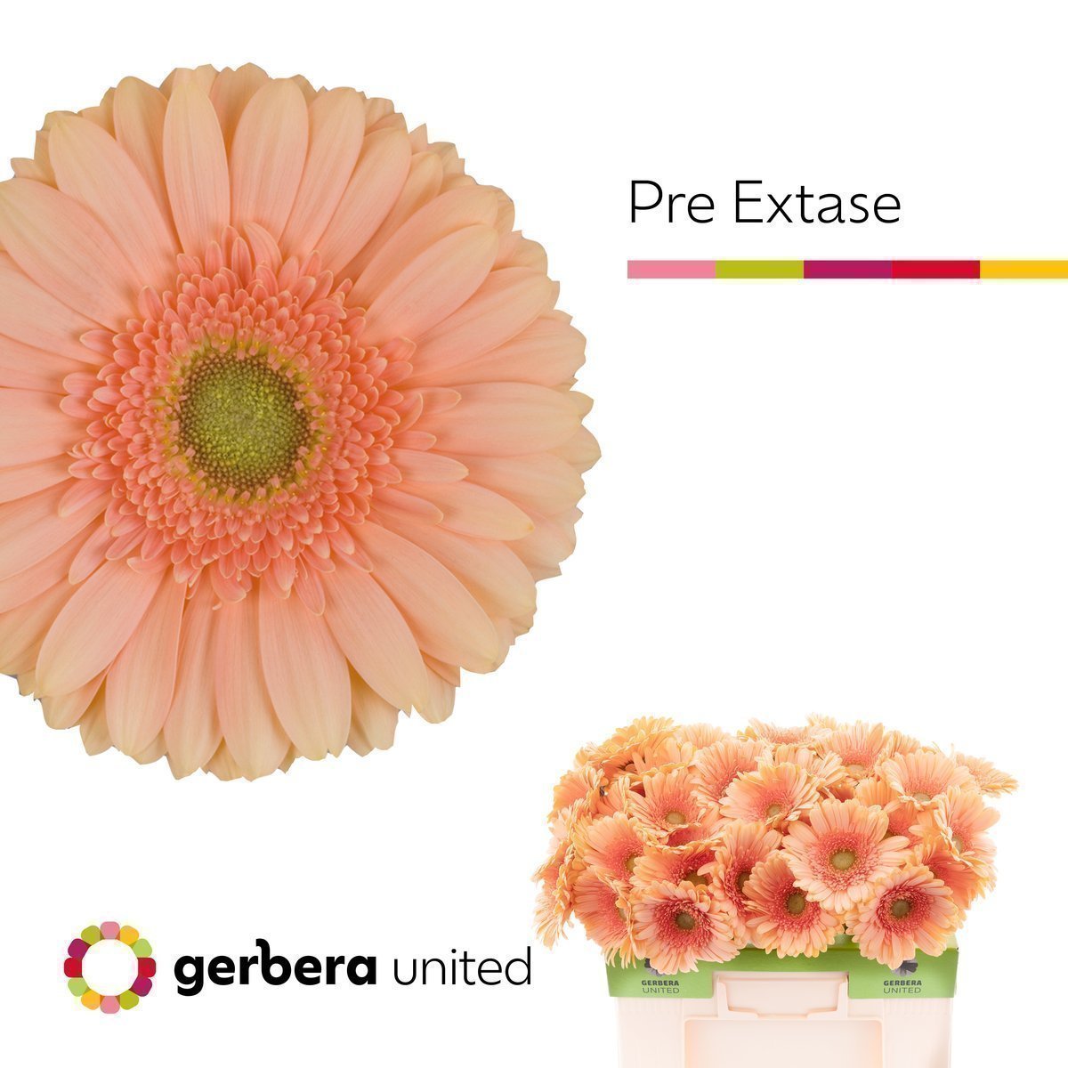 Срезанные цветы оптом Gerbera pre-extase от 40шт. из Голландии с доставкой по России