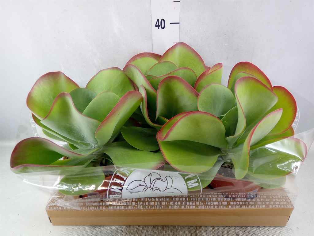 Горшечные цветы и растения оптом Kalanchoe Nf Thyrsiflora от 3шт из Голландии с доставкой по России