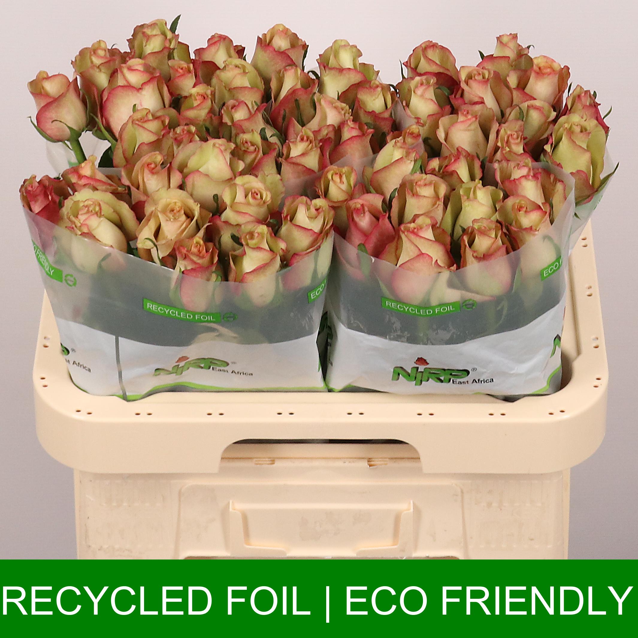 Срезанные цветы оптом Rosa large shabby chic от 60шт из Голландии с доставкой по России