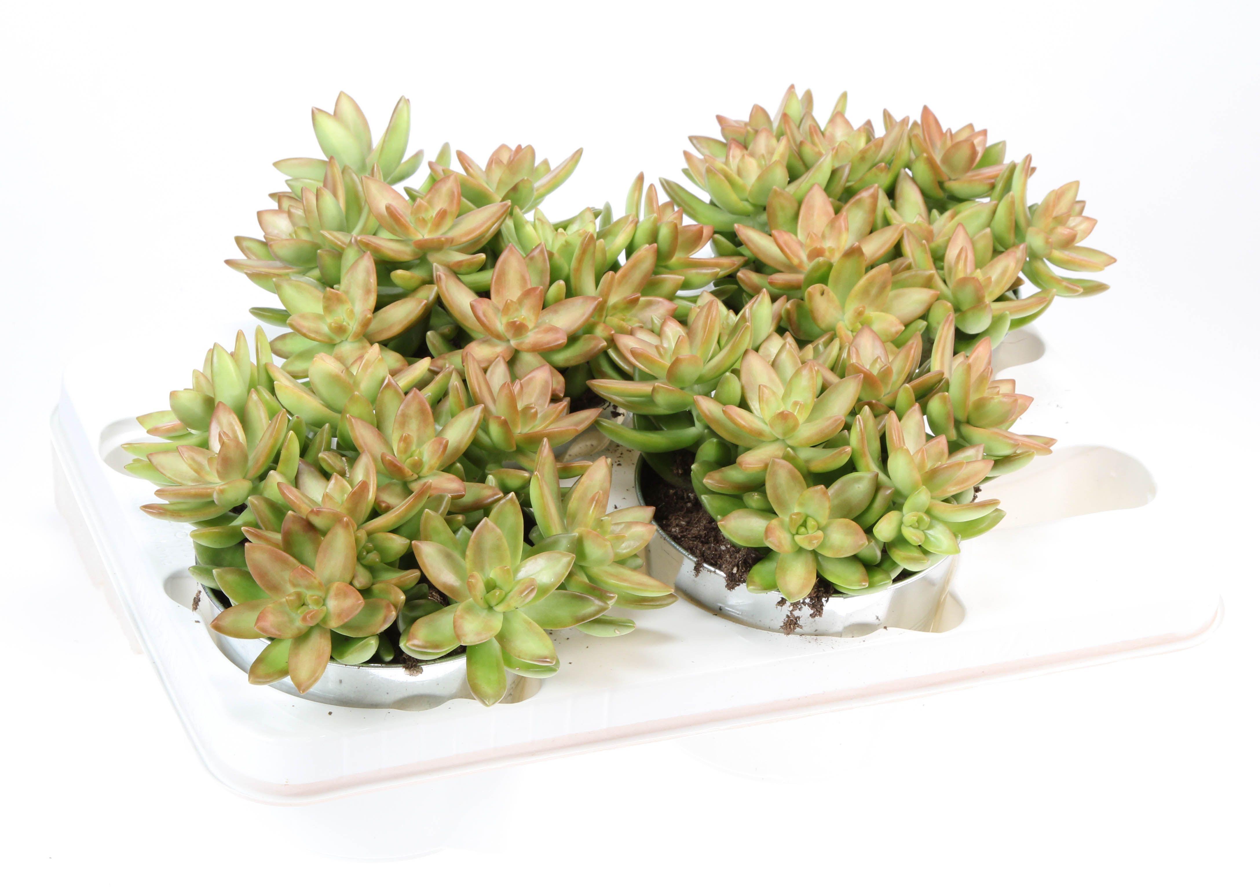 Горшечные цветы и растения оптом Sedum Nussbaumerianum In Sink от 4шт из Голландии с доставкой по России