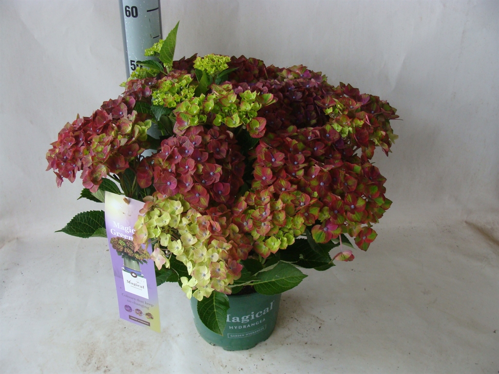 Горшечные цветы и растения оптом Hydrangea Mac.   ... от 1шт из Голландии с доставкой по России