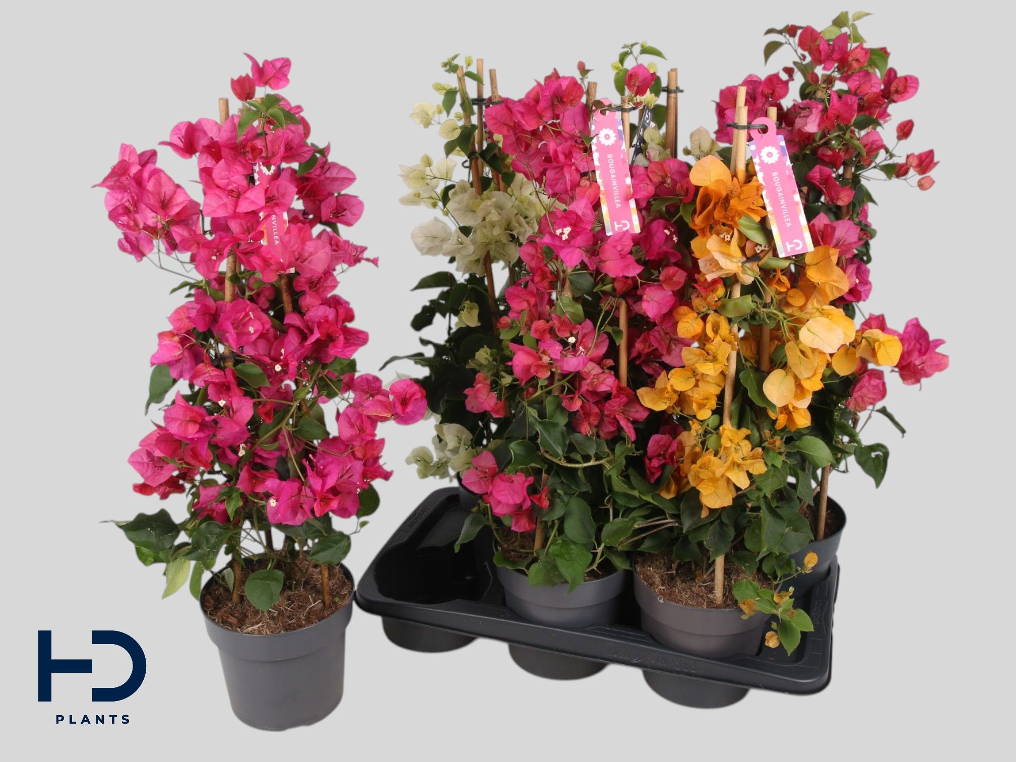 Горшечные цветы и растения оптом Bougainv Ov от 6шт из Голландии с доставкой по России