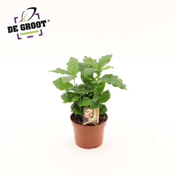 Горшечные цветы и растения оптом Coffea Arabica от 10шт из Голландии с доставкой по России