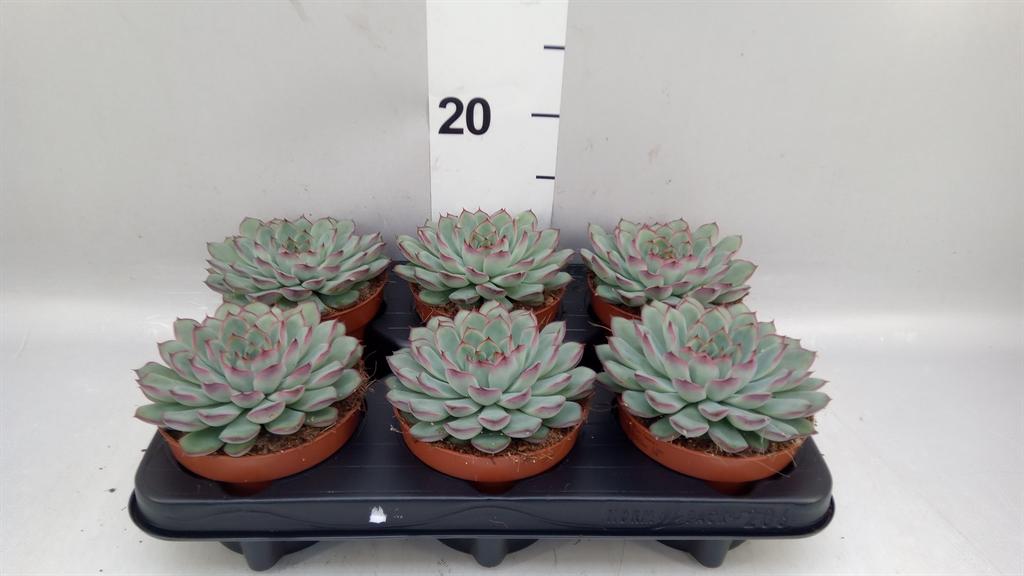 Горшечные цветы и растения оптом Echeveria Sky Pearl Pearls от 6шт из Голландии с доставкой по России