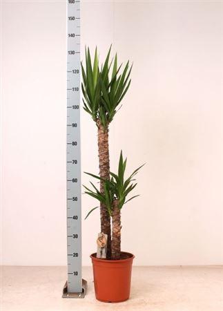 Горшечные цветы и растения оптом Yucca 90-45 Cm 2per Pot от 1шт из Голландии с доставкой по России