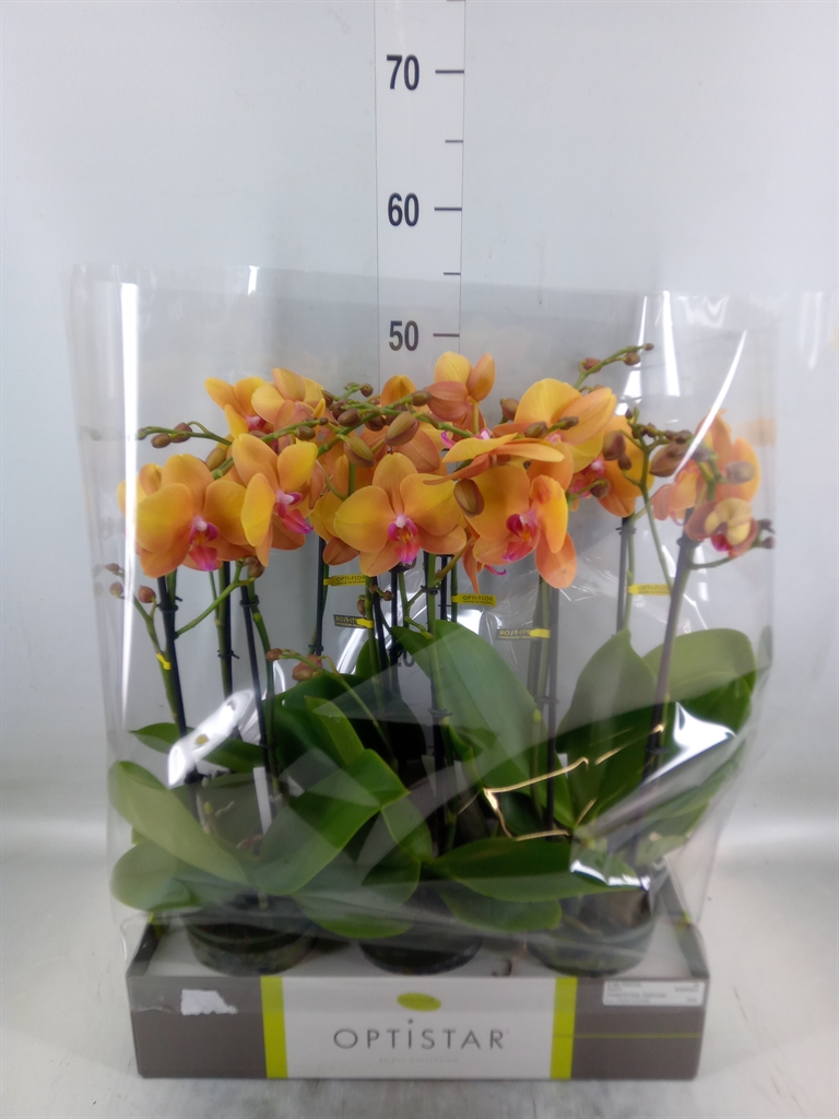 Горшечные цветы и растения оптом Phalaenopsis   ...orange от 6шт из Голландии с доставкой по России