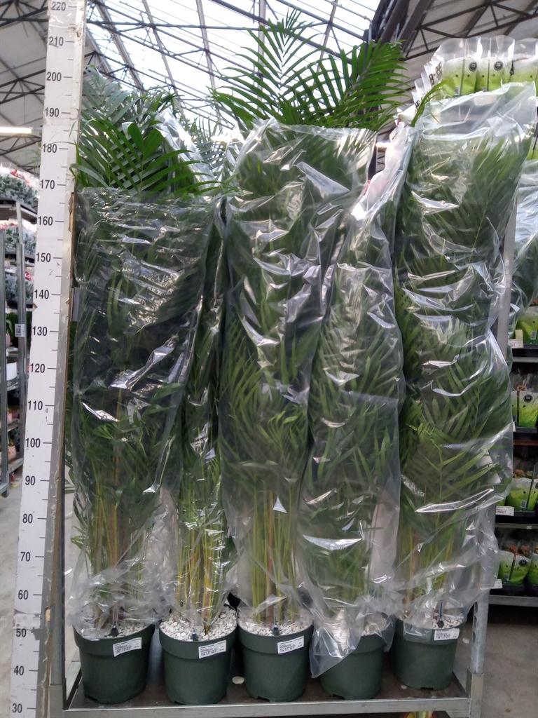 Горшечные цветы и растения оптом Dypsis Lutescens   ...chrysalidoca от 1шт из Голландии с доставкой по России