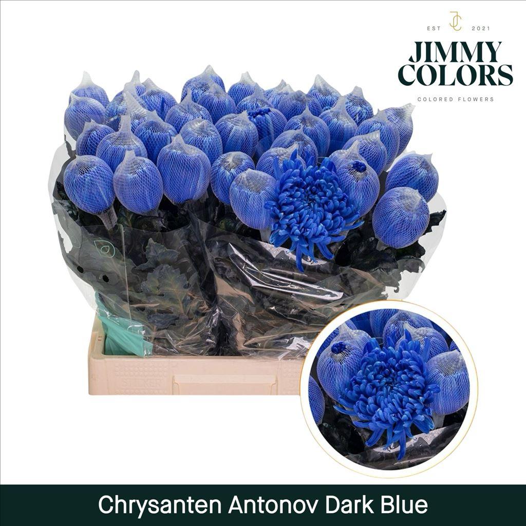 Срезанные цветы оптом Chrys bl paint antonov blue dark от 40шт из Голландии с доставкой по России