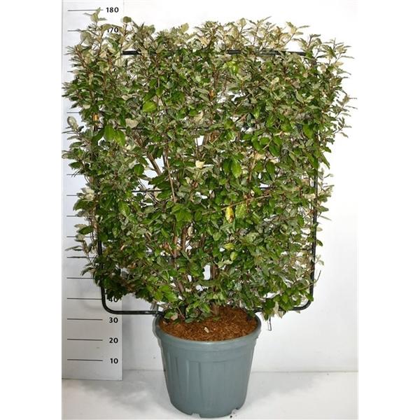 Горшечные цветы и растения оптом Elaeagnus Ebbingei On Screen от 1шт из Голландии с доставкой по России