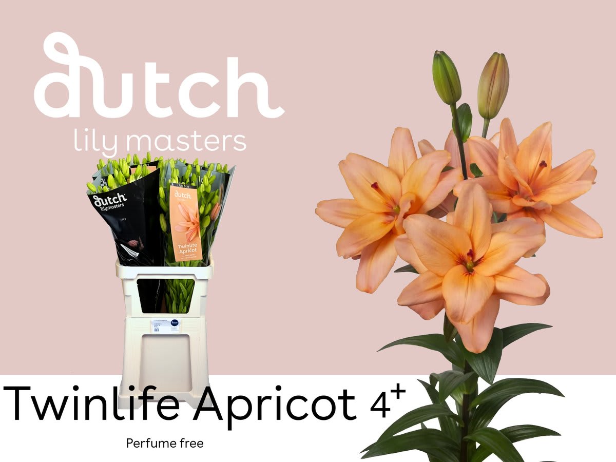 Срезанные цветы оптом Lilium la twinlife peach от 60шт из Голландии с доставкой по России