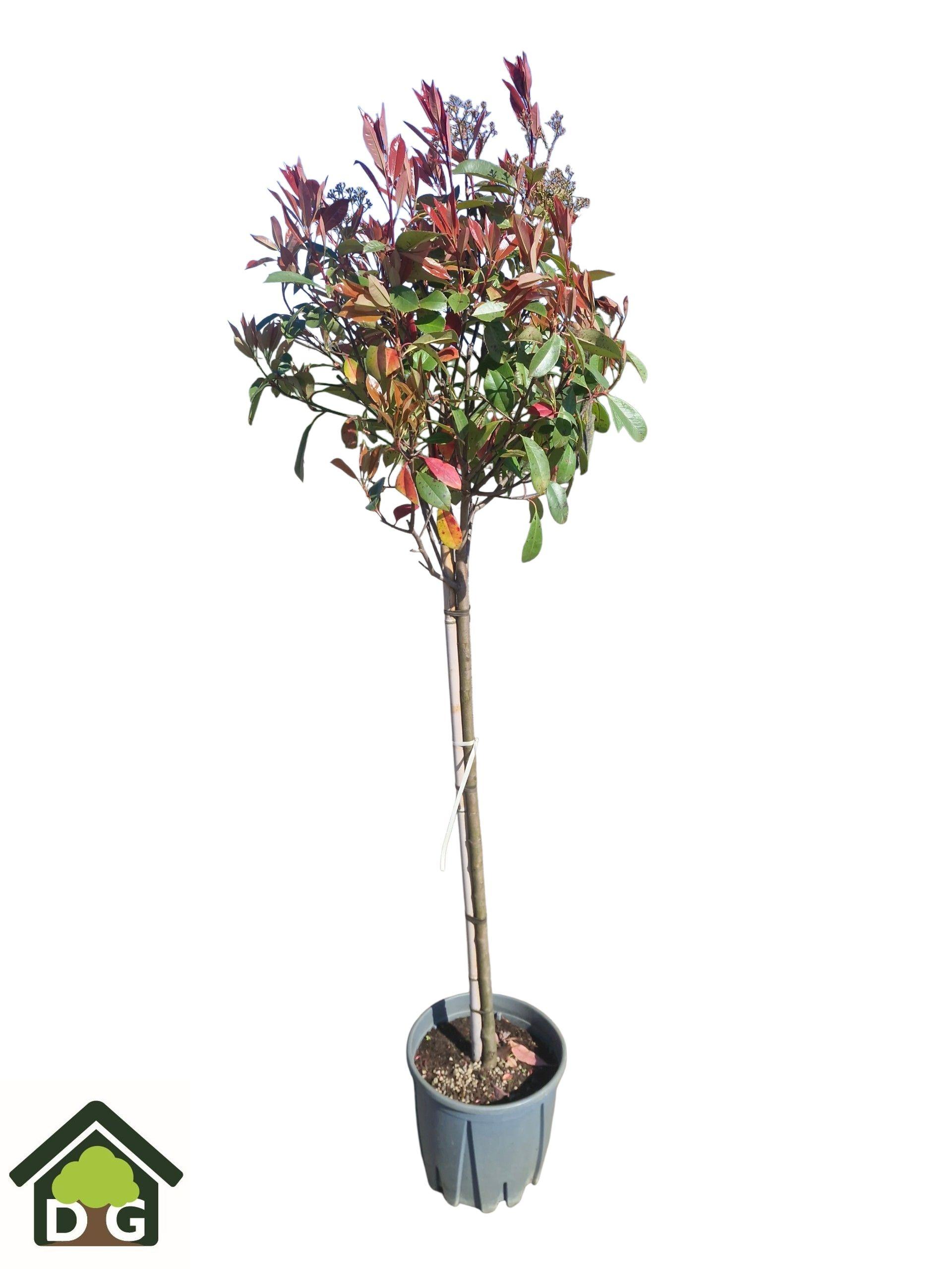 Горшечные цветы и растения оптом Phot Fr Red Robin от 1шт из Голландии с доставкой по России