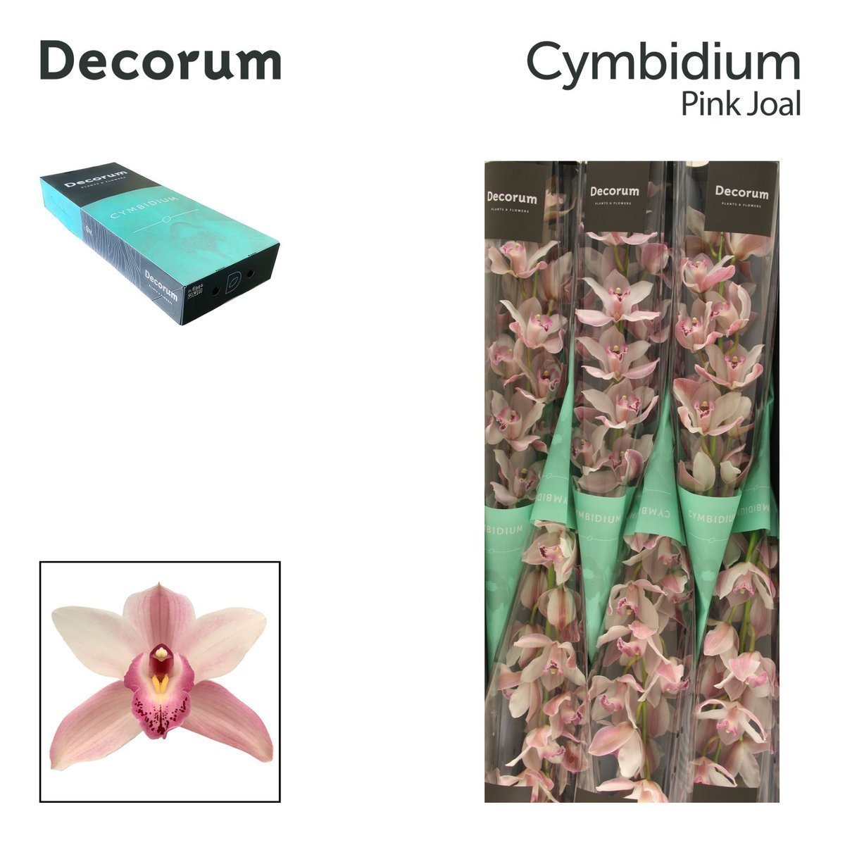 Срезанные цветы оптом Cymbidium pink joal A от 10шт из Голландии с доставкой по России