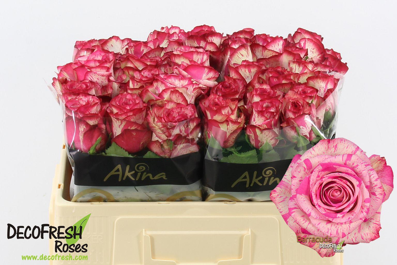 Срезанные цветы оптом Rosa large barracuda от 50шт из Голландии с доставкой по России