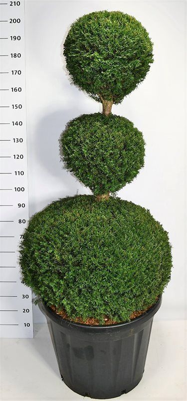 Горшечные цветы и растения оптом Taxus Baccata Trio Ball от 1шт из Голландии с доставкой по России