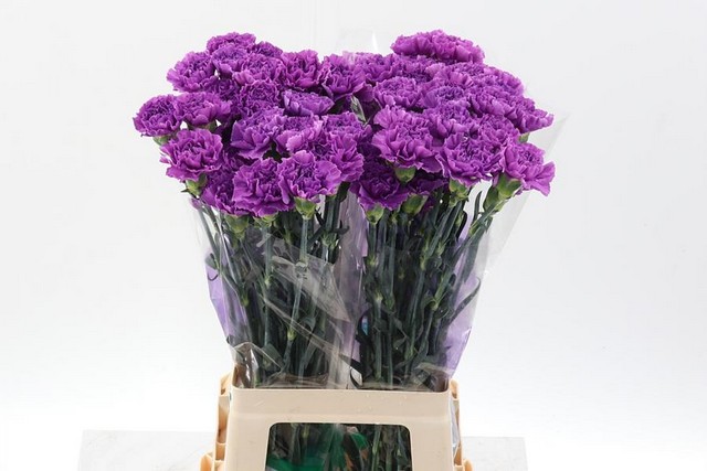 Срезанные цветы оптом Dianthus st moonlite от 80шт. из Голландии с доставкой по России
