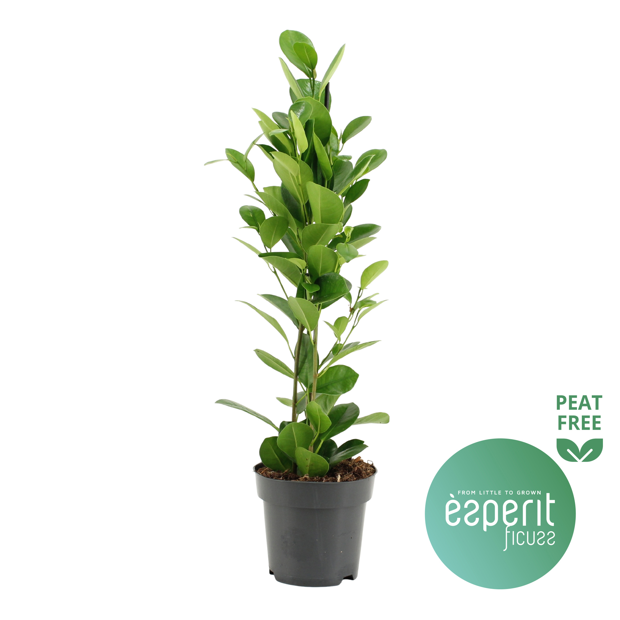 Горшечные цветы и растения оптом Ficus Moclame от 8шт из Голландии с доставкой по России