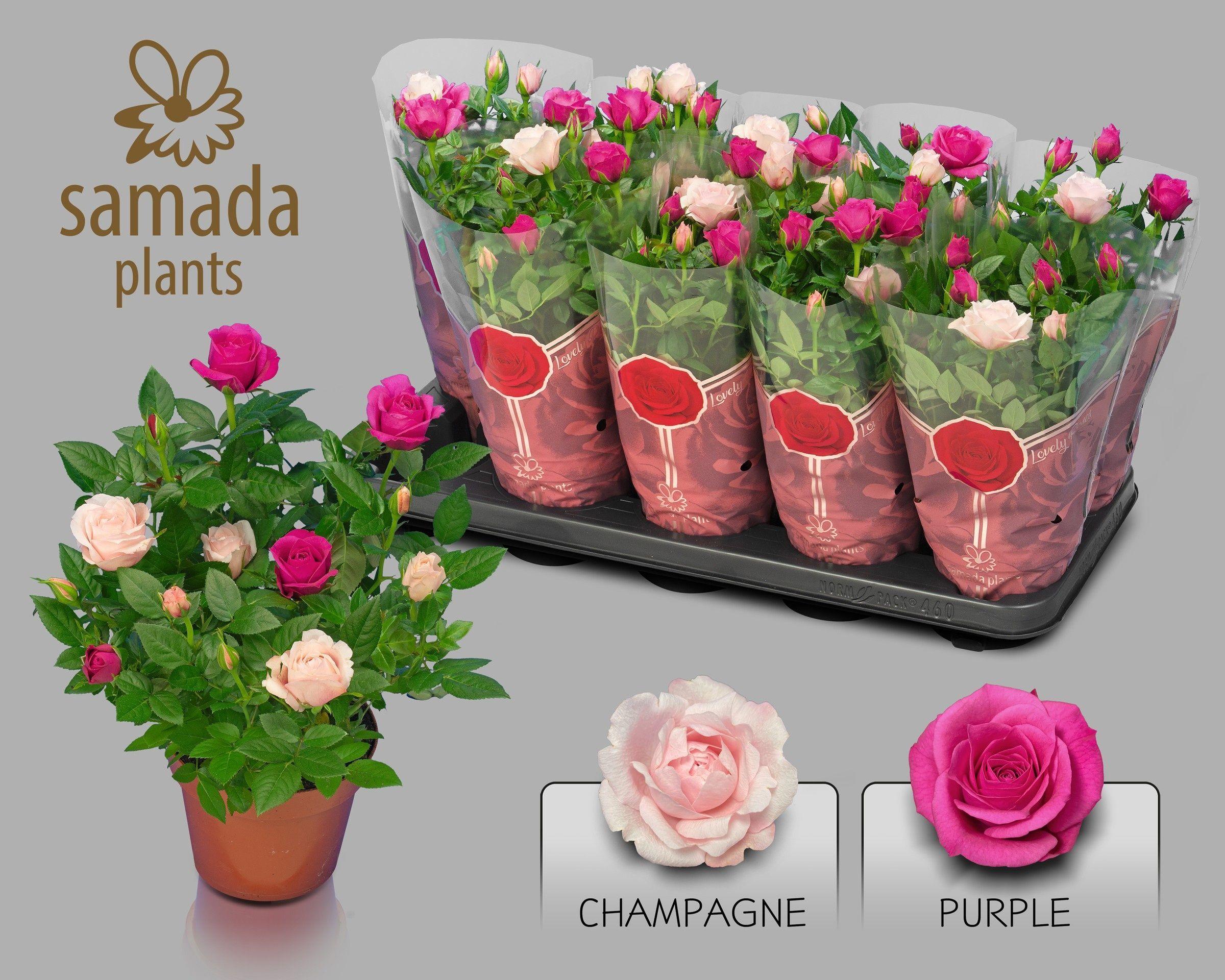 Горшечные цветы и растения оптом Ro Classic Star от 10шт из Голландии с доставкой по России