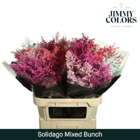 Срезанные цветы оптом Solidago paint mix in bucket от 100шт. из Голландии с доставкой по России
