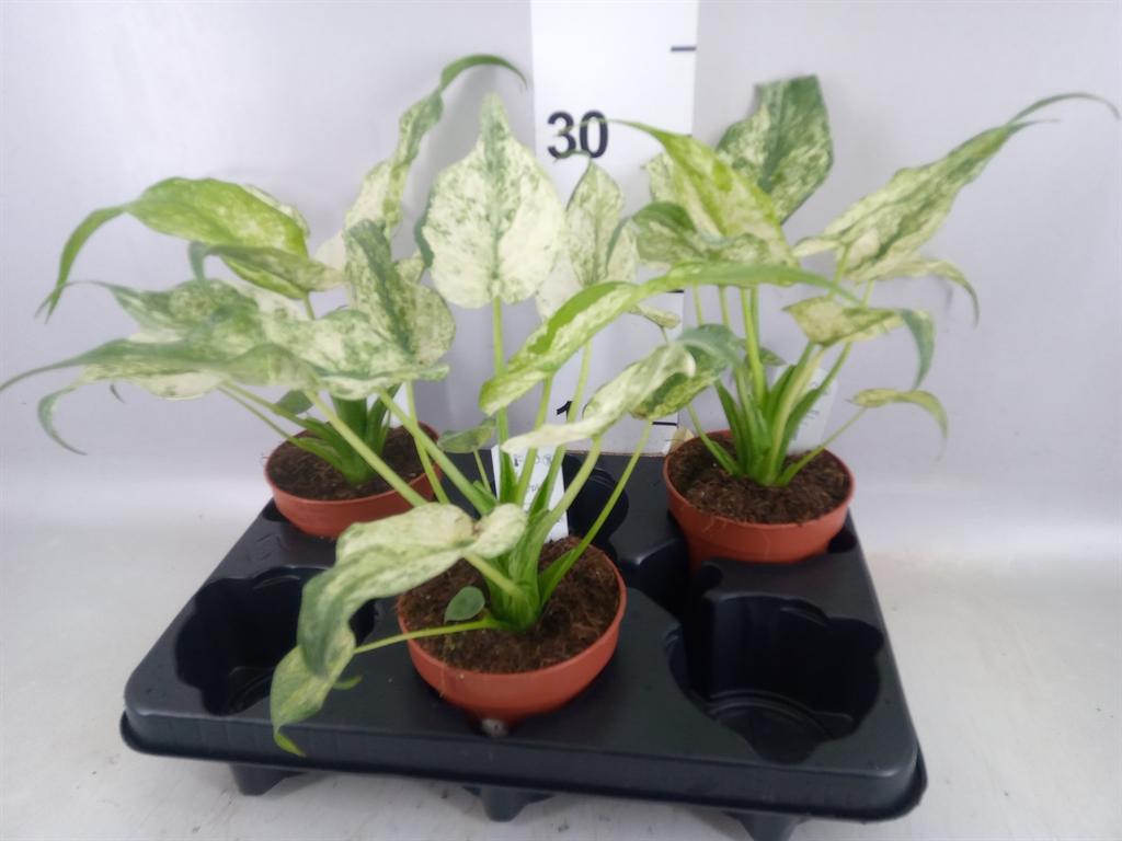 Горшечные цветы и растения оптом Alocasia ... от 3шт (для телеги) из Голландии с доставкой по России
