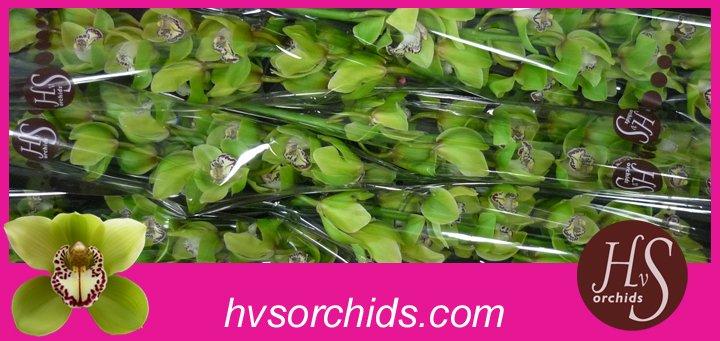 Срезанные цветы оптом Cymbidium green mrs robin hood от 6шт из Голландии с доставкой по России
