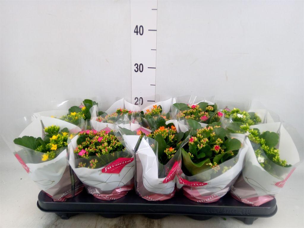 Горшечные цветы и растения оптом Kalanchoe Blos.   ..mix 5 от 10шт из Голландии с доставкой по России