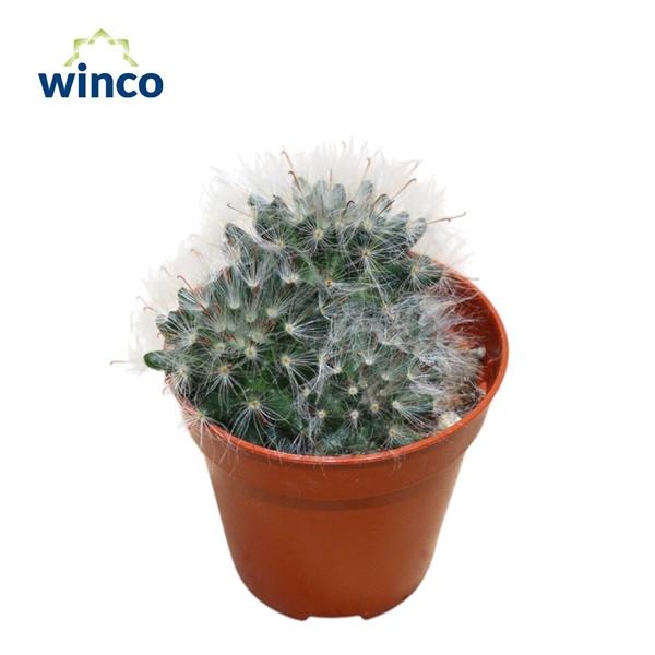 Горшечные цветы и растения оптом Mammillaria Bocasana от 20шт (для телеги) из Голландии с доставкой по России