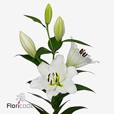 Срезанные цветы оптом Lilium or tisento от 50шт из Голландии с доставкой по России